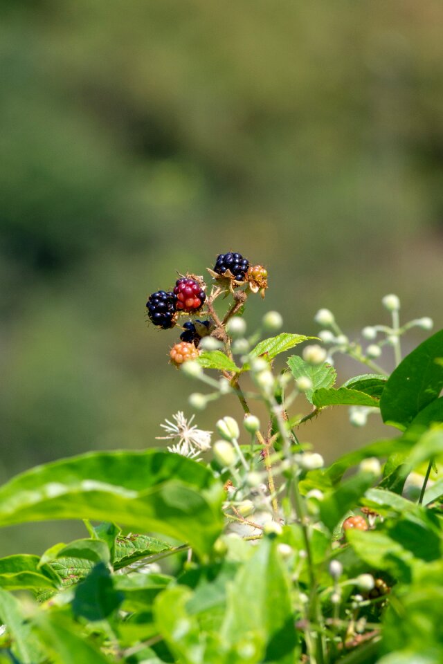 Leaves bramble fruit