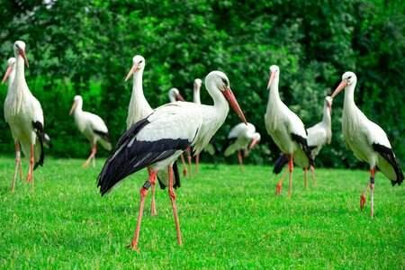 Bird on a green meadow free running storks stork in the forest
