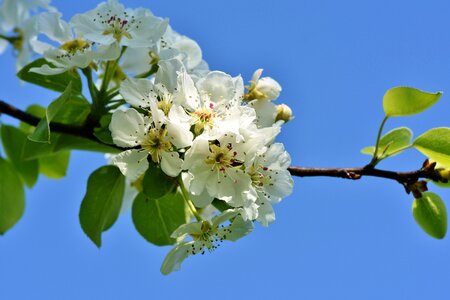 Apple tree flowers apple tree white photo