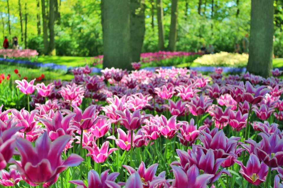 Plants paws spring