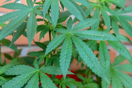 Medicinal medicine weed