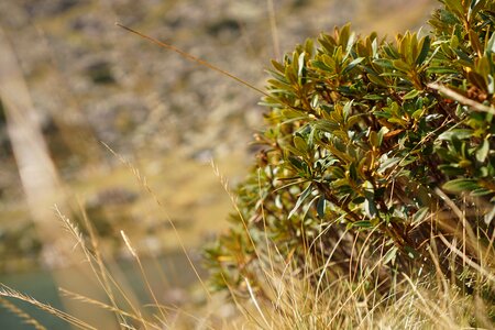 Ericaceae plant it hits new heights