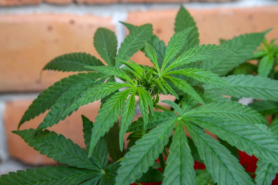 Medicinal medicine weed
