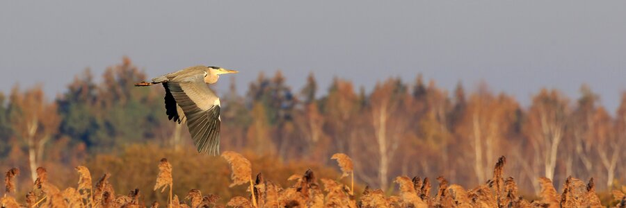 Nature conservation nature reserve bird