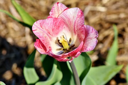 Color tulip cup tulip field