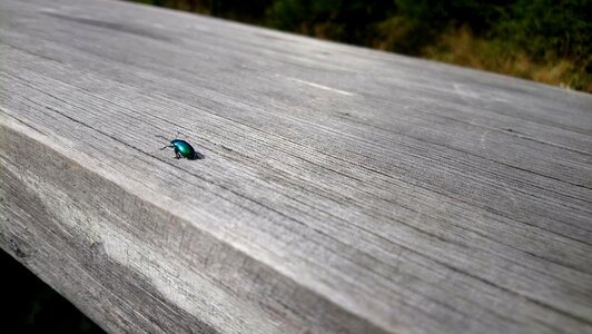 Beetle the beetle wood