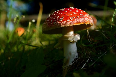 Forest nature red photo