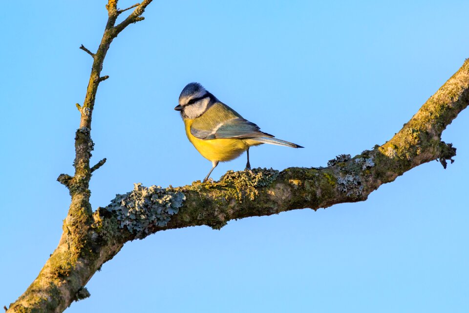 Nature conservation nature reserve bird