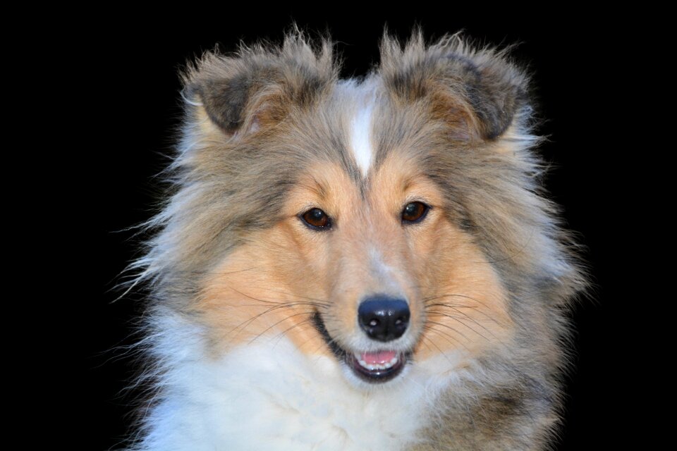 Pet animal purebred dog