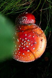 Forest nature red photo