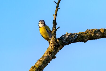 Nature conservation nature reserve bird