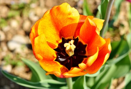 Color tulip cup tulip field photo