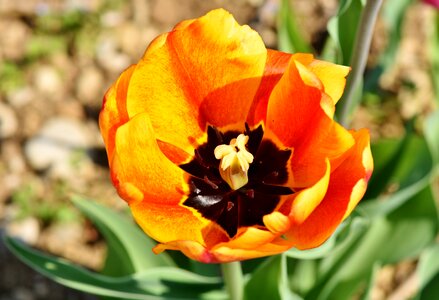 Color tulip cup tulip field