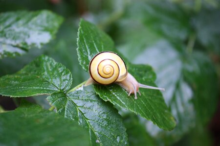Shell slowly animal