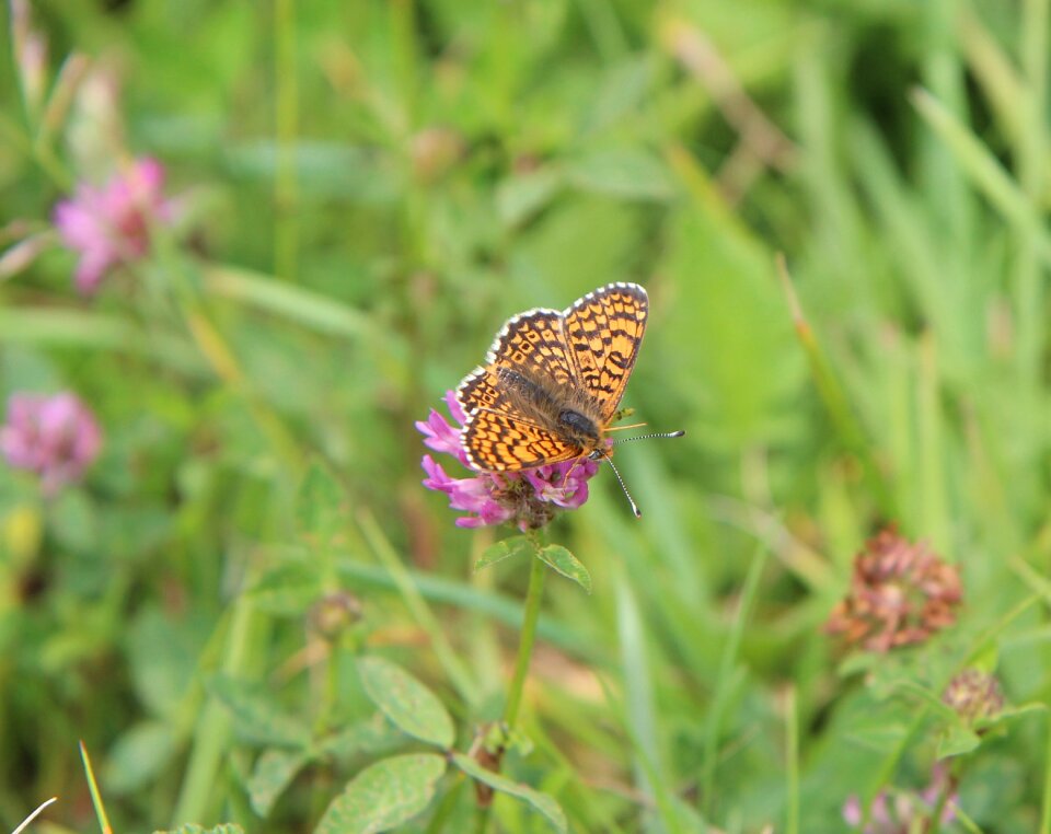 Butterfly orange insect nature