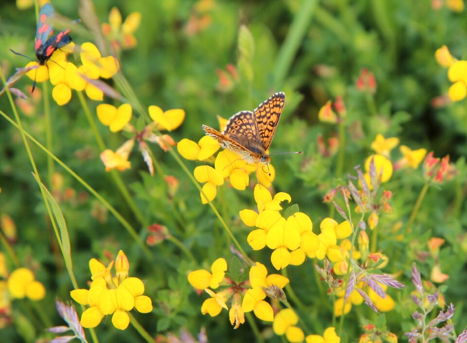 Butterfly orange insect nature