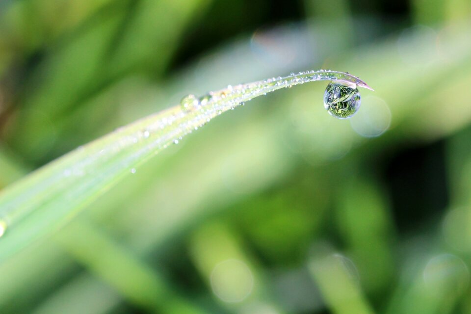 Macro nature drop of water