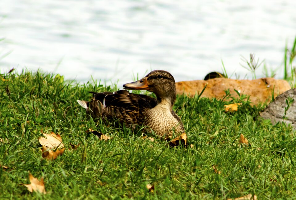 Animal nature lake balaton