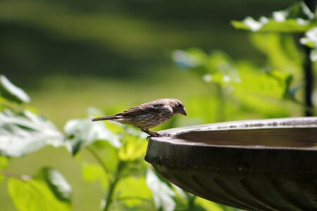 Water animal wildlife photo