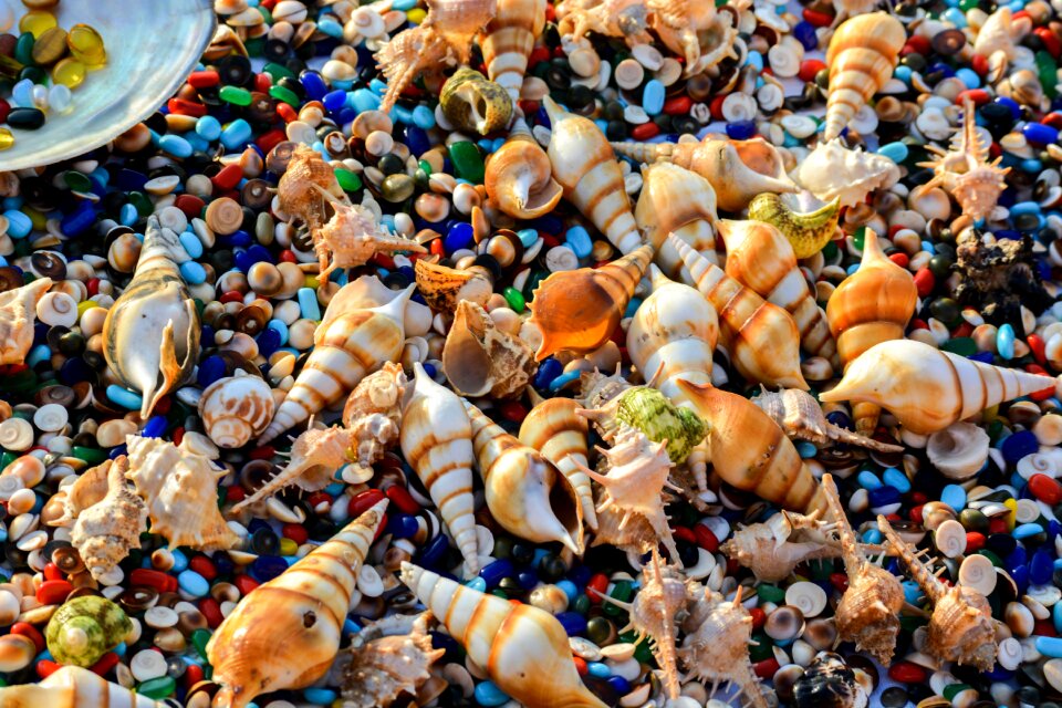 Sea jewelry creatures