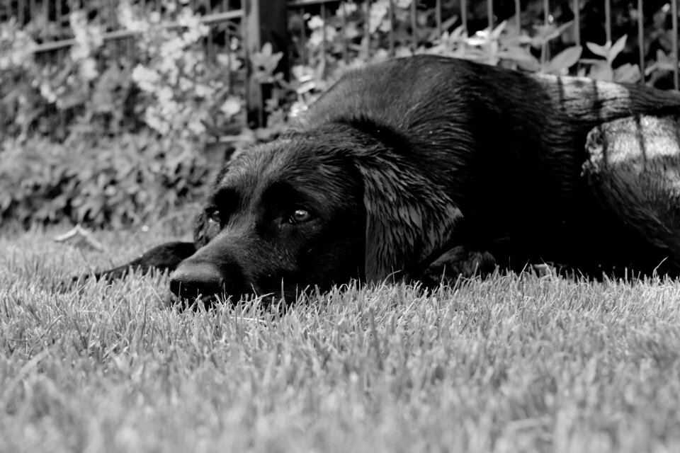 Dog relaxation dreams
