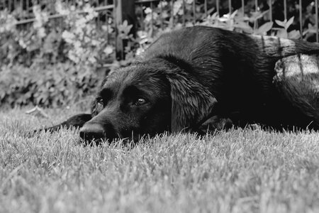 Dog relaxation dreams