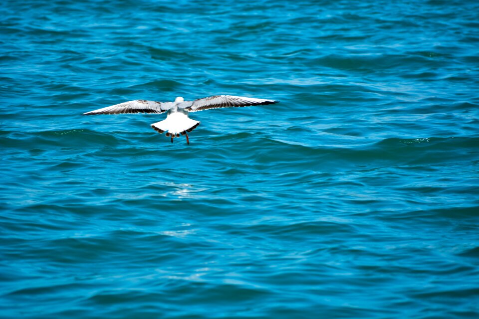 Indian ocean seabirds birds
