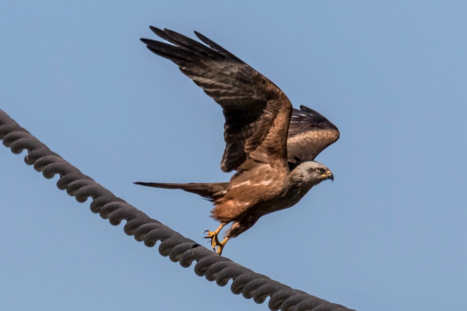 Doñana birding águila real
