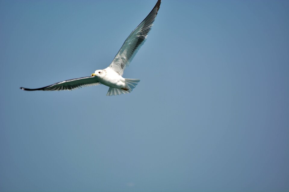 Indian ocean seabirds birds