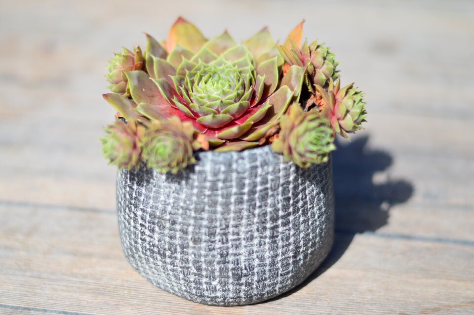 Decoration stone crop stone flower