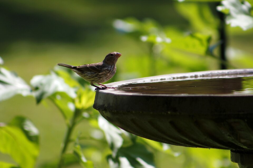 Sparrow nature animal