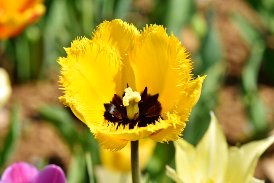 Stamp stamens petals