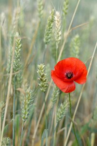 Red flower green wheat photo