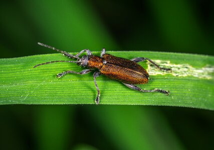 Insect blade of grass crawling