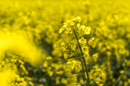 Field of rapeseeds field rape blossom photo