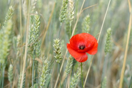 Field wheat ears