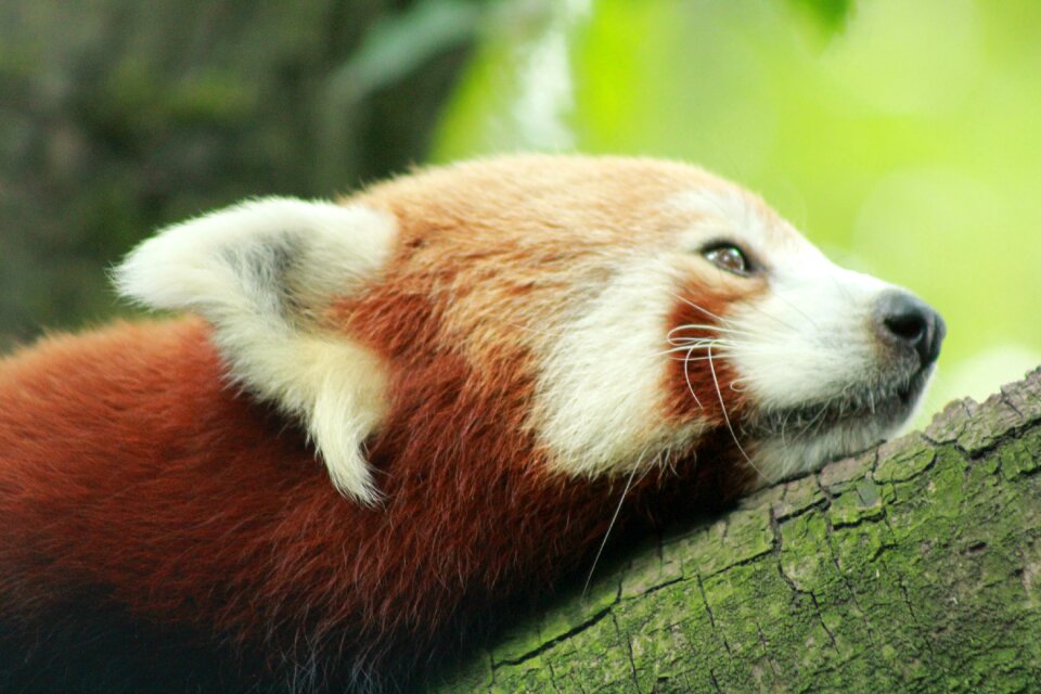 Zoo rotterdam the red panda