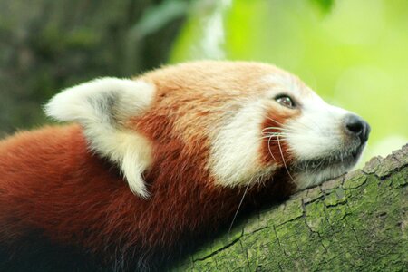 Zoo rotterdam the red panda