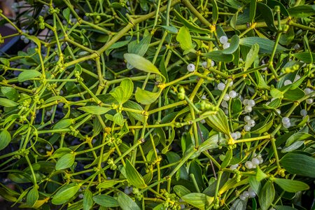 Parasite berry medical
