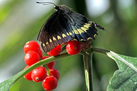 Tropical butterfly tropical tropical butterflies