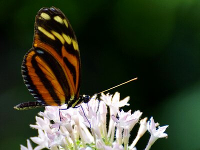 Tropical butterfly tropical tropical butterflies photo