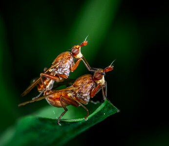 Insect fly sheet