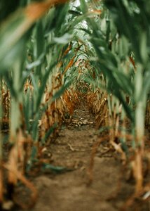 Corn field corn tunnel photo