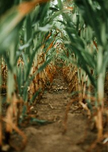 Corn field corn tunnel