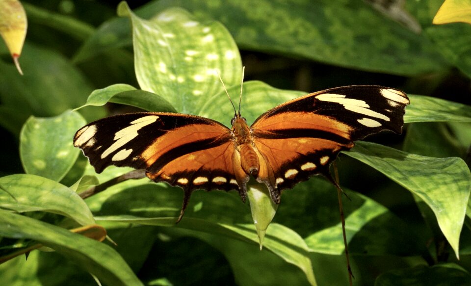 Tropical butterfly tropical tropical butterflies