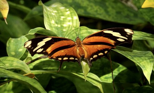 Tropical butterfly tropical tropical butterflies photo