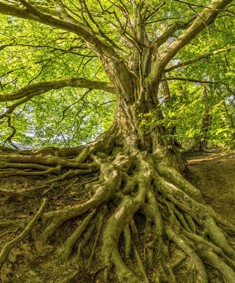 Impressive nature log