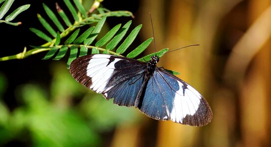 Tropical butterfly tropical tropical butterflies photo