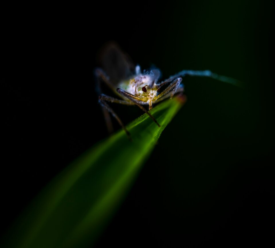 Blade of grass aphid contrast
