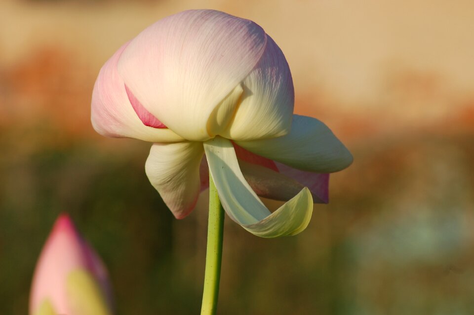 Nature petals summer
